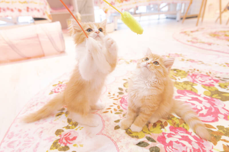 パウメモなら、できること